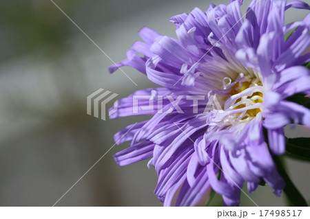 秋の訪れ菊の花 秋の訪れ菊の花 17498517