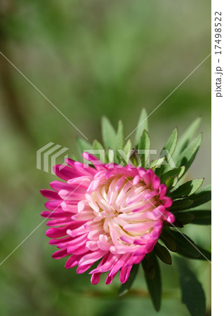 秋の訪れ菊の花 17498522