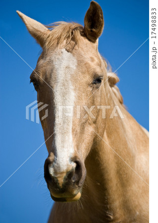 Horse head 17498833