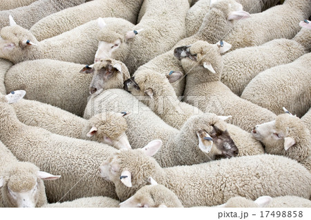 Herd of sheep on a truck  Herd of sheep on a truck  17498858