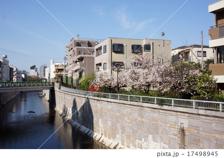 桜の咲く神田川沿いの住宅街(中野本町) 桜の咲く神田川沿いの住宅街(中野本町) 17498945