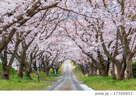 桜のアーチ＠佐賀県武雄市 17500852