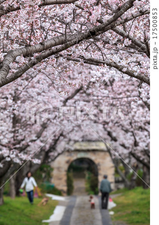 桜のアーチ＠佐賀県武雄市 17500853