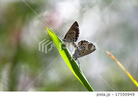 ミヤマシジミの交尾 17500949