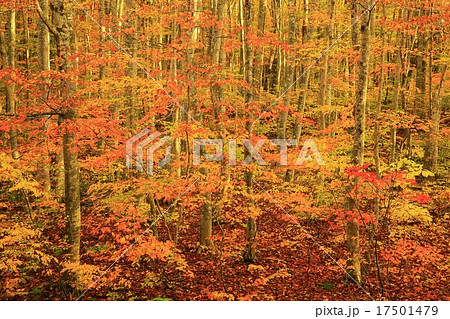 青森県十和田 紅葉の蔦沼 青森県十和田 紅葉の蔦沼 17501479