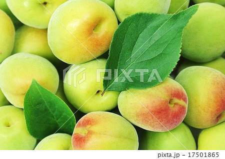 初夏の背景素材 色鮮やかな南高梅の洗い梅たくさんと梅の葉中央に2葉 ベタ横位置梅アップの写真素材