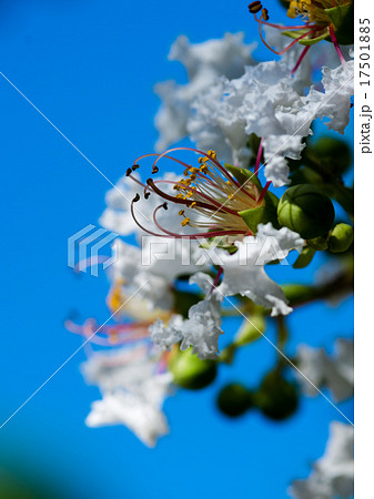 白いサルスベリの花 17501885