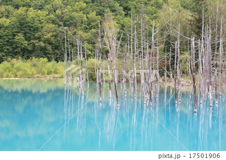 青い池 美瑛 北海道 水辺 観光地 観光名所 美瑛町 観光スポット あおいいけ 17501906