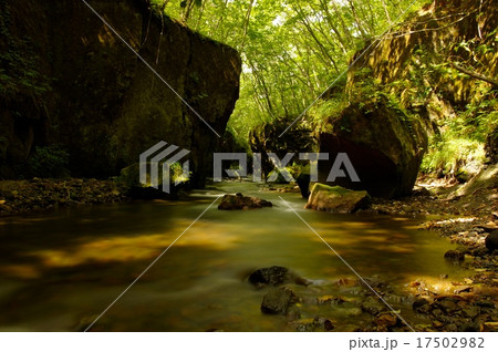 ひとときの木漏れ日 17502982