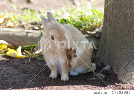 足裏チェック 足裏チェック 17502986