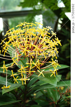 イクソラ・オドラタ イクソラ・オドラタ 17503092