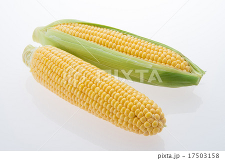 とうもろこし とうもろこし 17503158