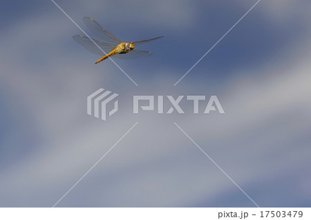 ウスバキトンボの飛翔 17503479