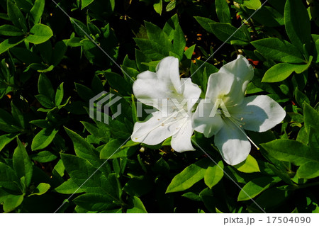 サツキ サツキ 17504090