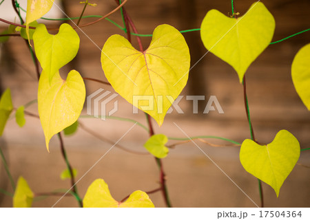 朝顔の葉っぱの写真素材