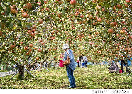 津軽りんご　りんご狩りをする女性 17505182