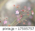 ハゼラン 17505757