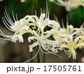 白花彼岸花 17505761
