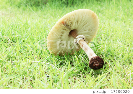 mushrooms grow in nature. 17506020