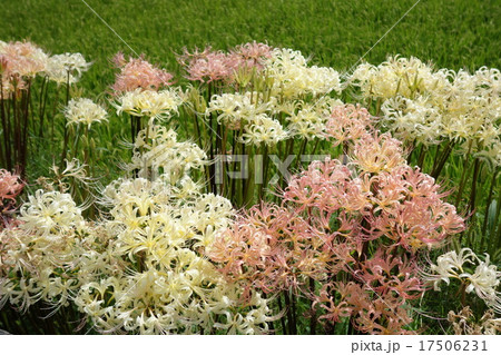 白とピンクの彼岸花 17506231