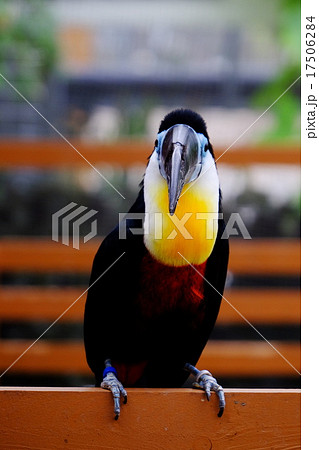 キムネオオハシ 17506284