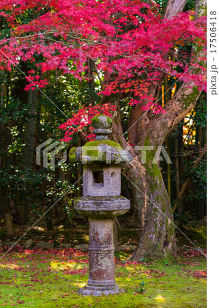 京都　大徳寺　高桐院の紅葉　石灯籠 17506418