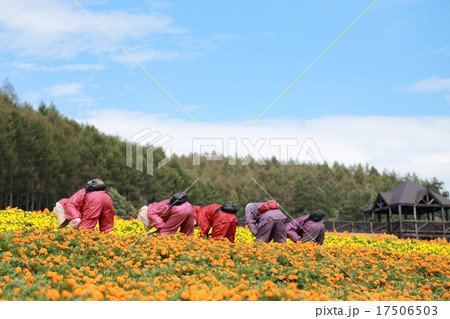 花植え 人物 複数 花畑 仕事 農業 農作業 草花 シニア 高齢者 丘 畑 富良野 北海道の写真素材