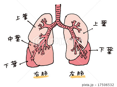 肺の構造 文字あり のイラスト素材