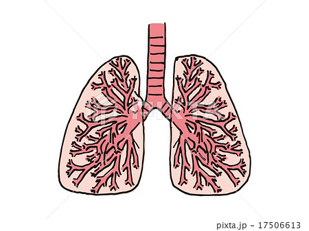 肺の断面図2のイラスト素材