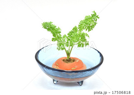 ニンジンの切れ端から出芽（水栽培） 17506818