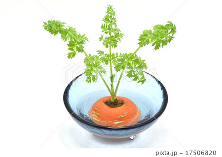 ニンジンの切れ端から出芽（水栽培） 17506820