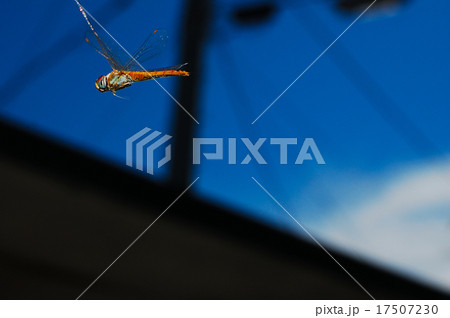 ウスバキトンボの飛翔 ウスバキトンボの飛翔 17507230