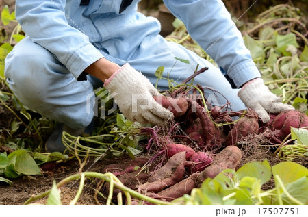 畑仕事 17507751