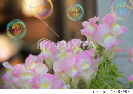 花としゃぼん玉 花としゃぼん玉 17507903