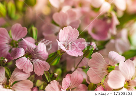 Pelargonium geranium group  pink flowers 17508252