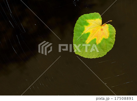 初秋 初秋 17508891