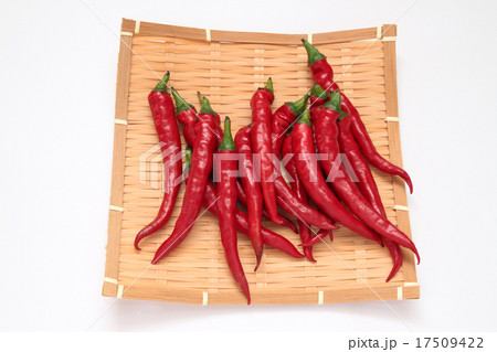 赤唐辛子 17509422