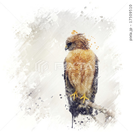 Red Shouldered Hawk Watercolor 17509510
