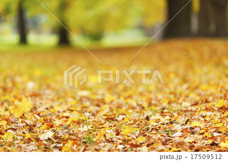 Colorful autumn leaves 17509512