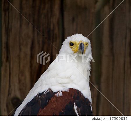 African Fish Eagle 17509855