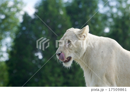 Funny white lion's portrait with the long tongue Funny white lion's portrait with the long tongue 17509861
