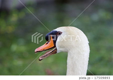 The swan is puzzled 17509893