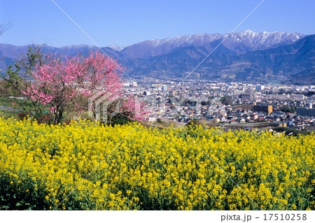 菜の花畑からの風景 17510258