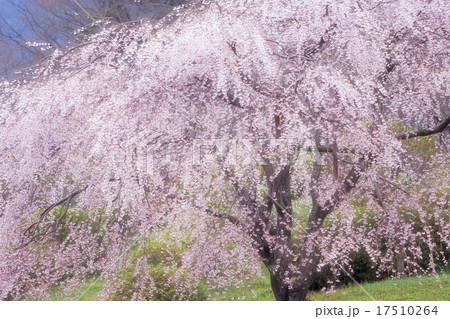 絢爛たる枝垂れ桜 17510264