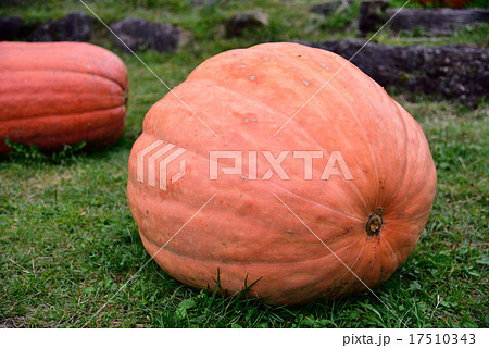 パンプキン パンプキン 17510343