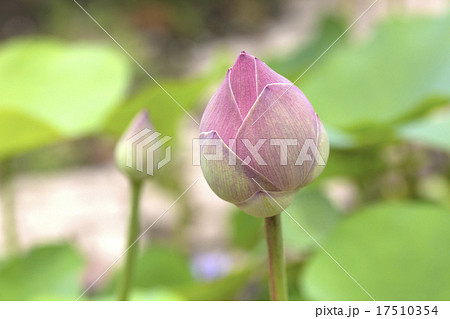 蓮の花 蓮の花 17510354