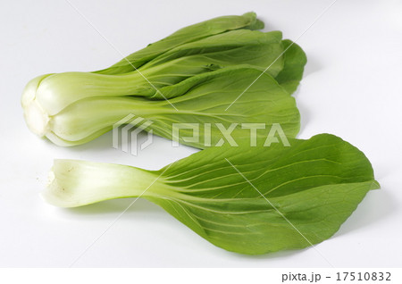 青梗菜 17510832