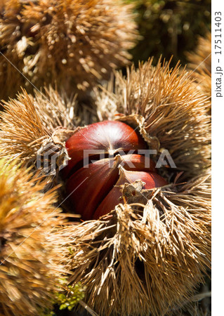 栗林にて 栗林にて 17511403