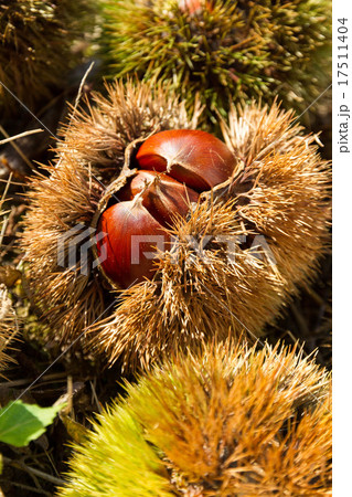 栗林にて 栗林にて 17511404