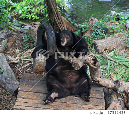 Asiatic black bear relaxing 17511453